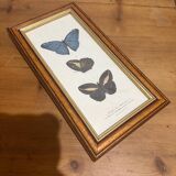 Butterflies lithograph frame