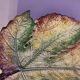 Plat céramique en forme de feuille