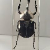 Authentic Japanese Rhinoceros Beetle in resin inclusion