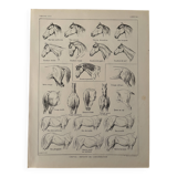 Lithographie sur l'anatomie du cheval (tête, croupe, sabots) - 1920