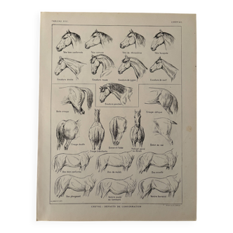 Lithograph on the anatomy of the horse (head, rump, hooves) - 1920