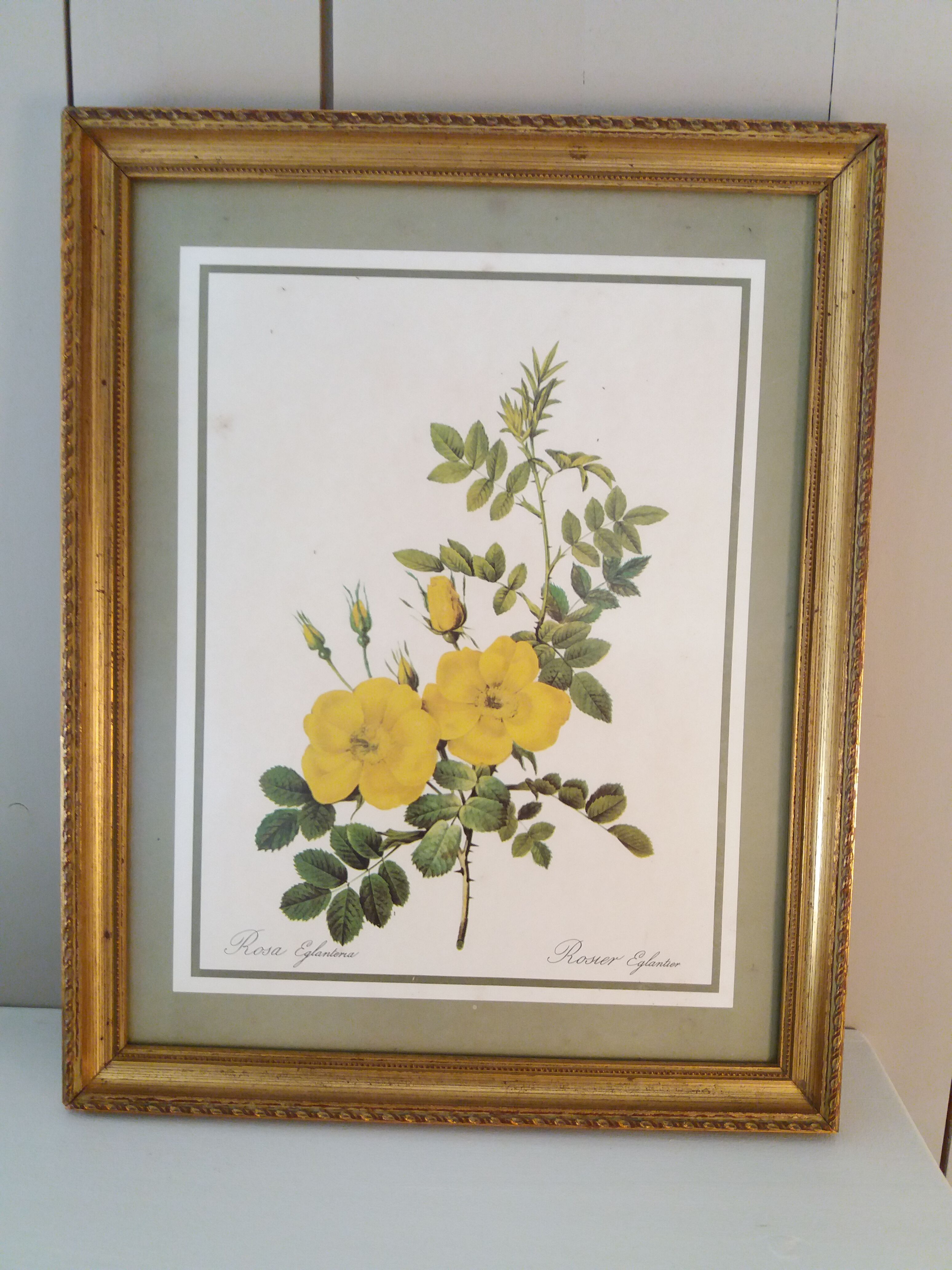 Table Board botanical "Rosa Eglanteria"