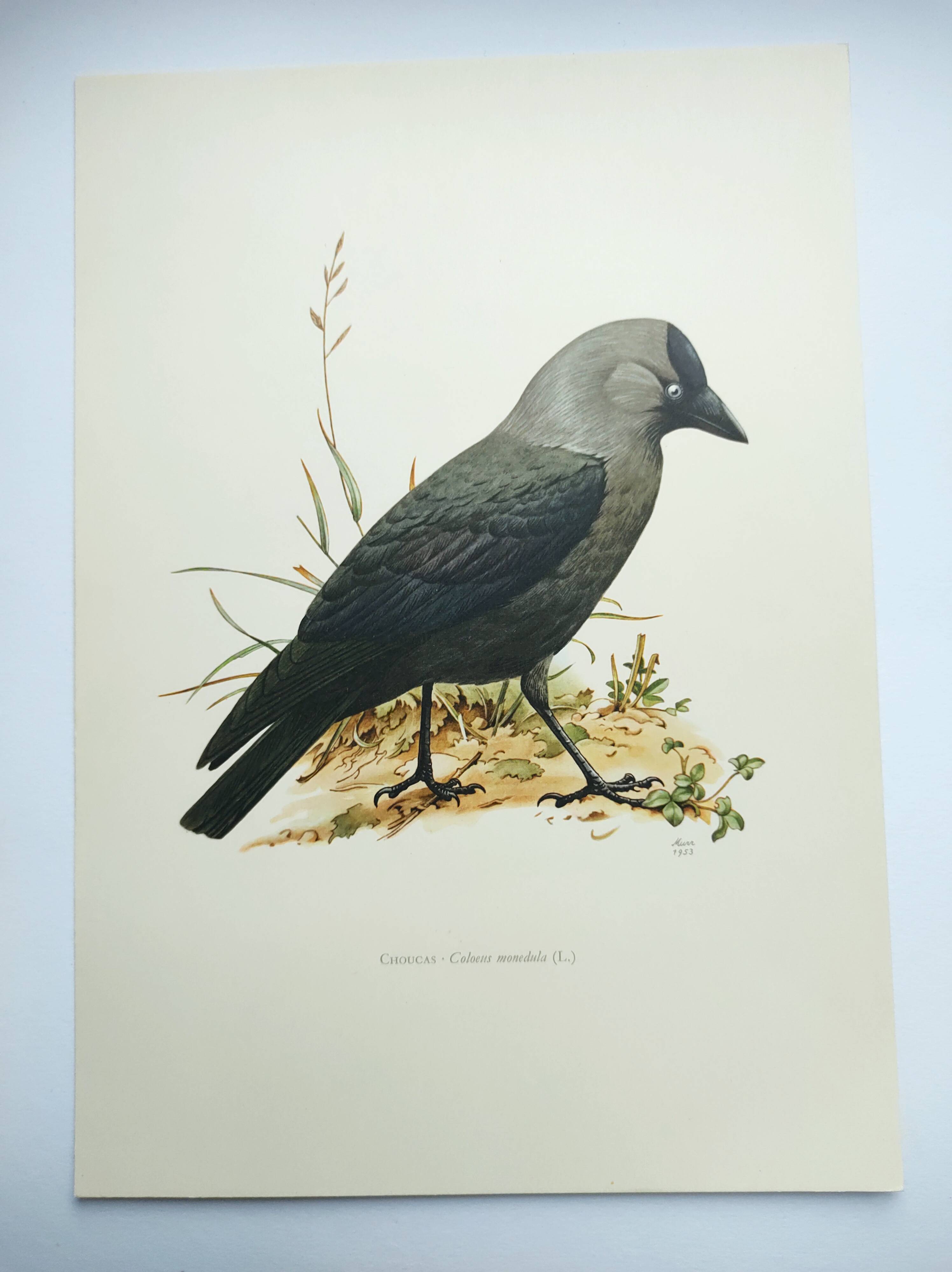 Bird board 1960s - Jackdaw - Vintage zoological and ornithological illustration