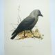Bird board 1960s - Jackdaw - Vintage zoological and ornithological illustration