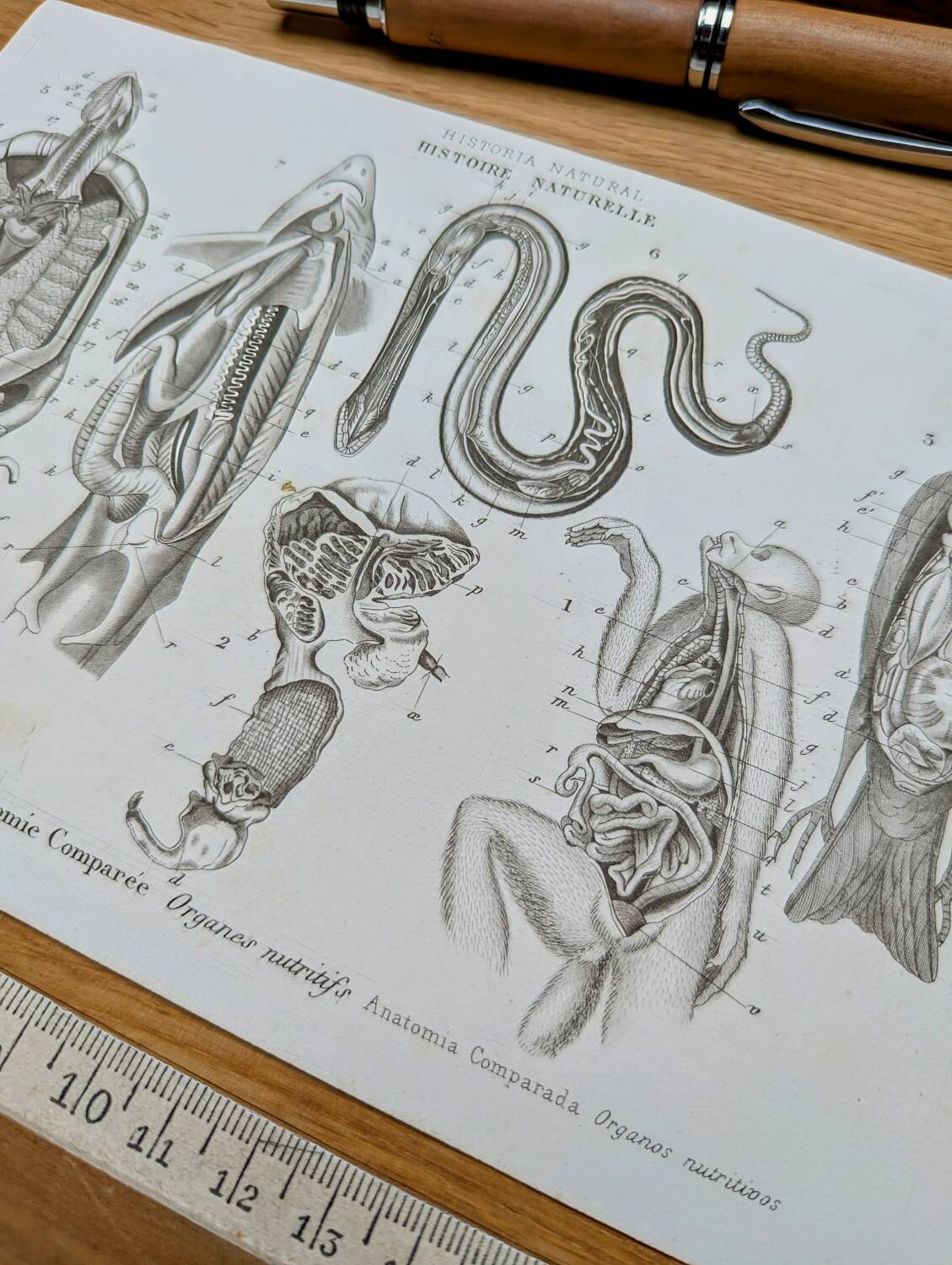 Printed in 1851, Zoological Poster.