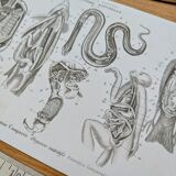 Printed in 1851, Zoological Poster.