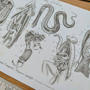 Printed in 1851, Zoological Poster.