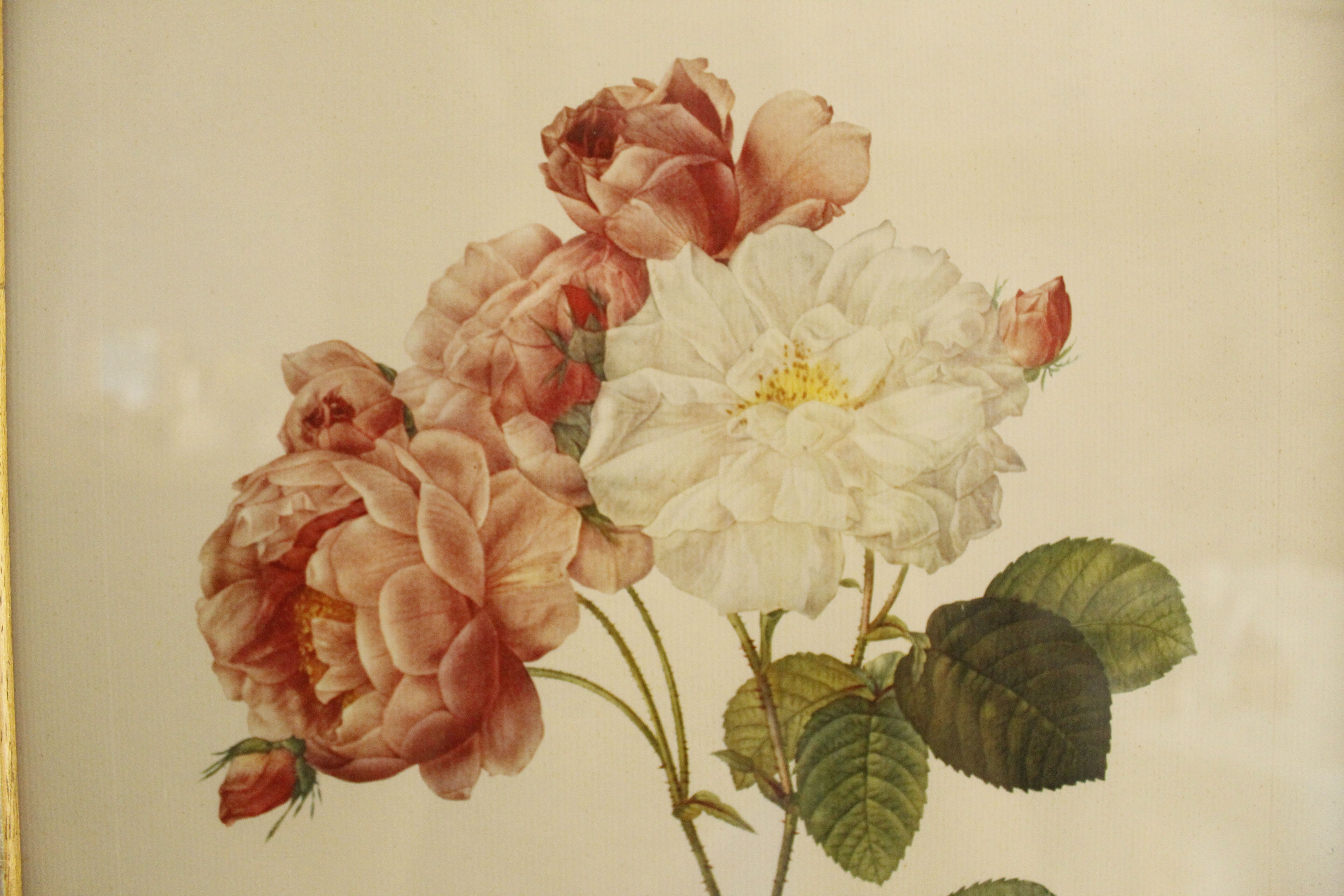 Lithographie JP Redouté encadrée - Rosier de Cels