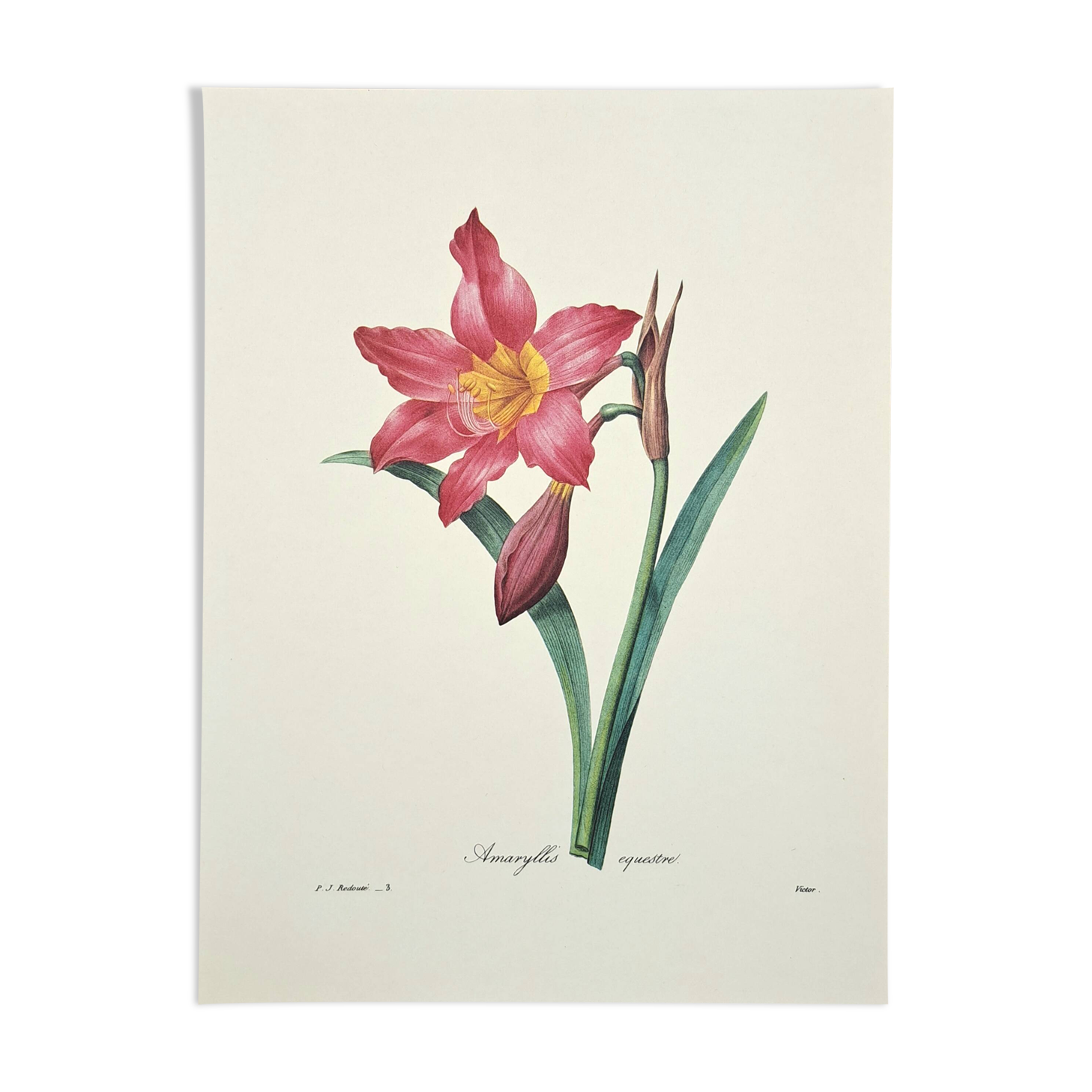 Equestrian Amarullis