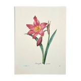 Equestrian Amarullis