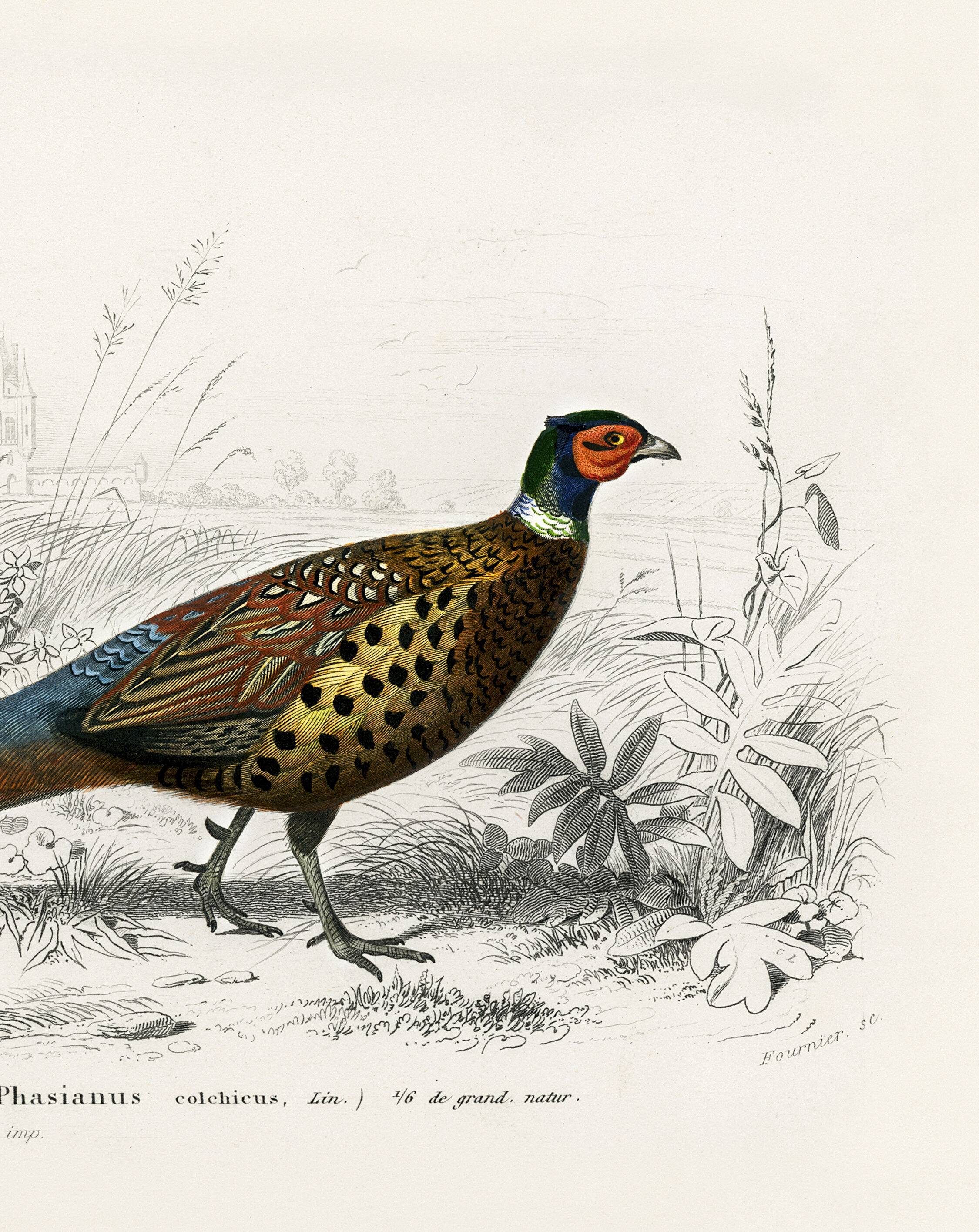 Poster about the Pheasant, based on an old engraving from 1849.