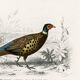 Poster about the Pheasant, based on an old engraving from 1849.