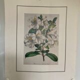 Rhododendron botanical poster