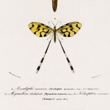 Poster about insects, based on an old engraving from 1849.