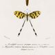 Poster about insects, based on an old engraving from 1849.