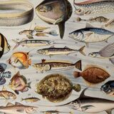 Lithographie gravure sur les poissons de 1928
