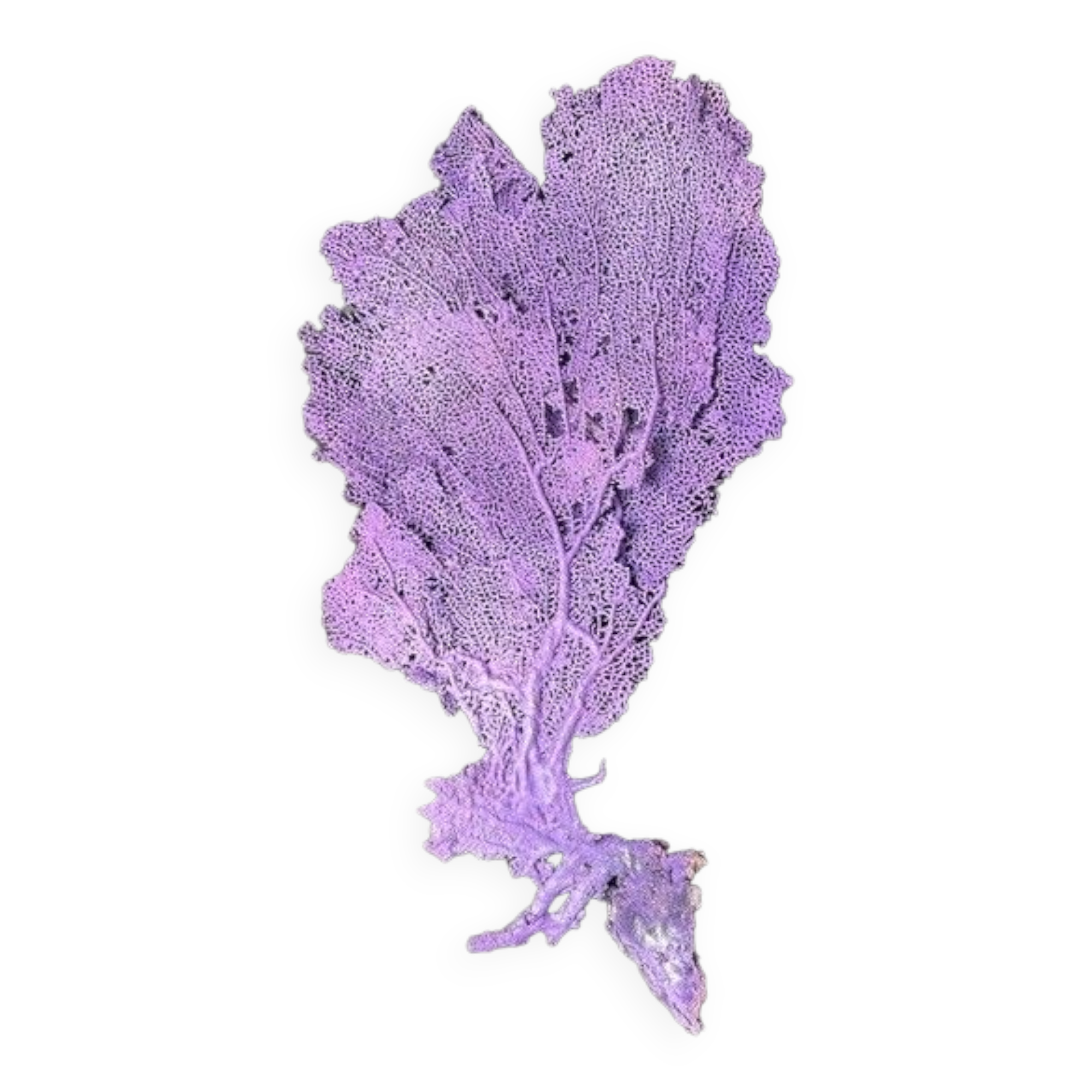 Natural purple gorgon n°2 cabinet of curiosities 41cm x 22cm