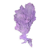 Natural purple gorgon n°2 cabinet of curiosities 41cm x 22cm