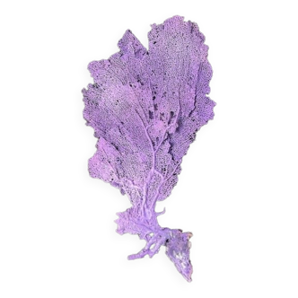 Natural purple gorgon n°2 cabinet of curiosities 41cm x 22cm