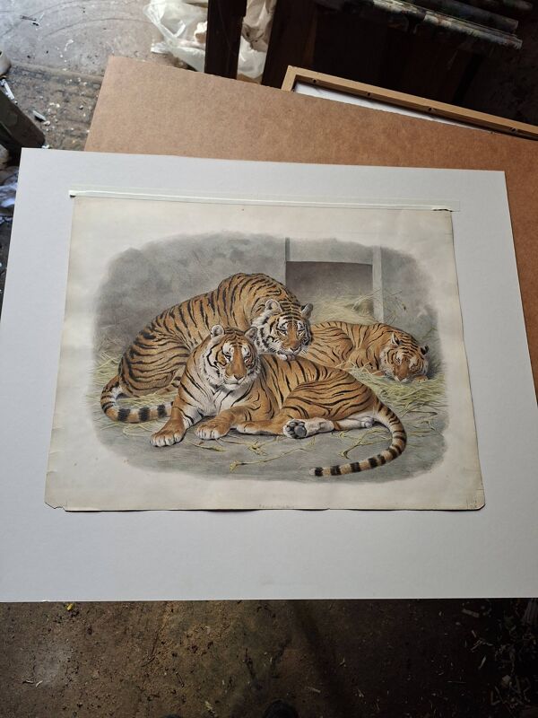 Gravure Daniel Giraud Elliot