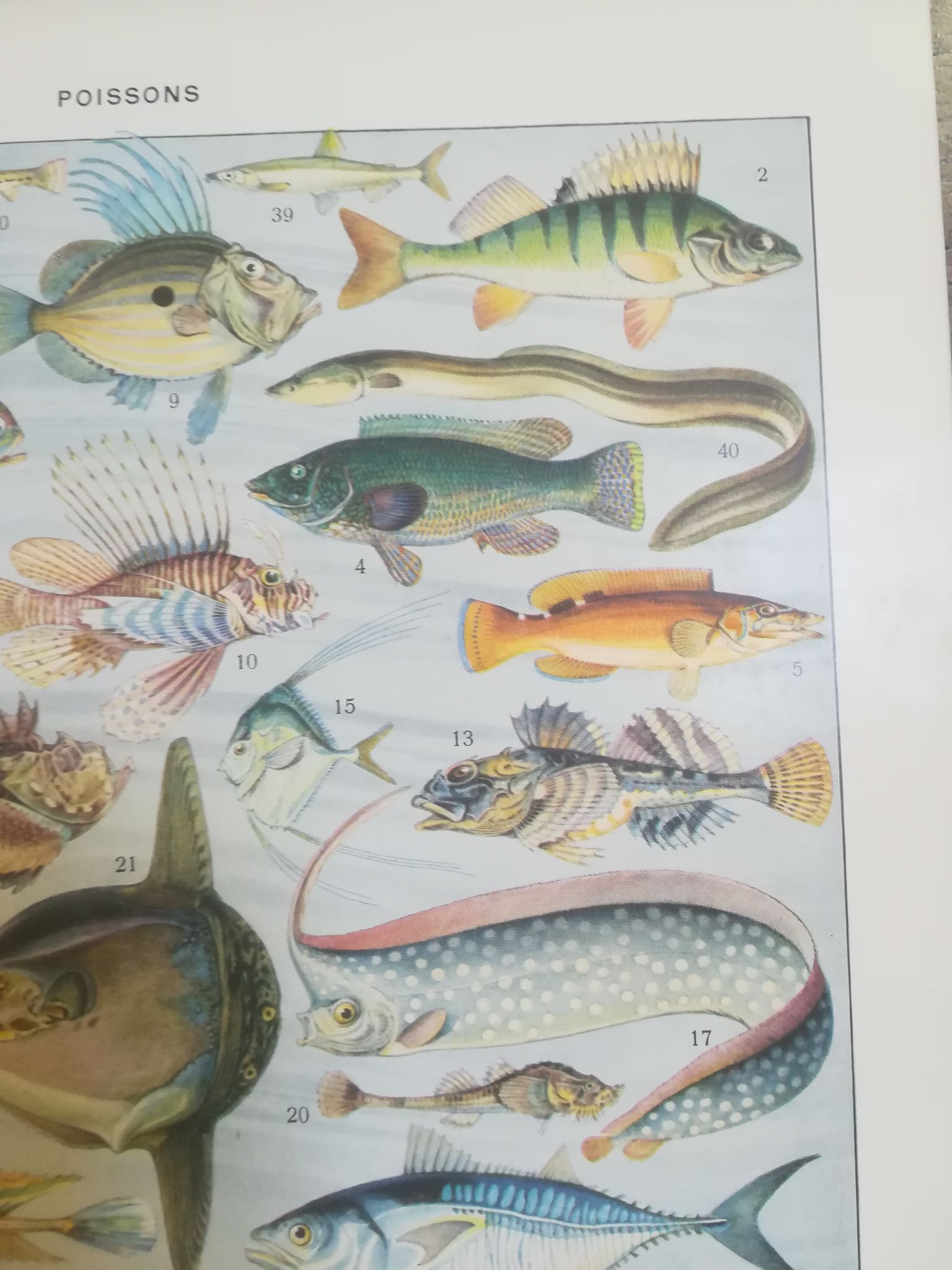 Lithographie sur les poissons de 1928