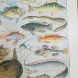 Fish lithograph from 1928