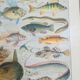 Lithographie sur les poissons de 1928