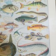 Lithographie sur les poissons de 1928