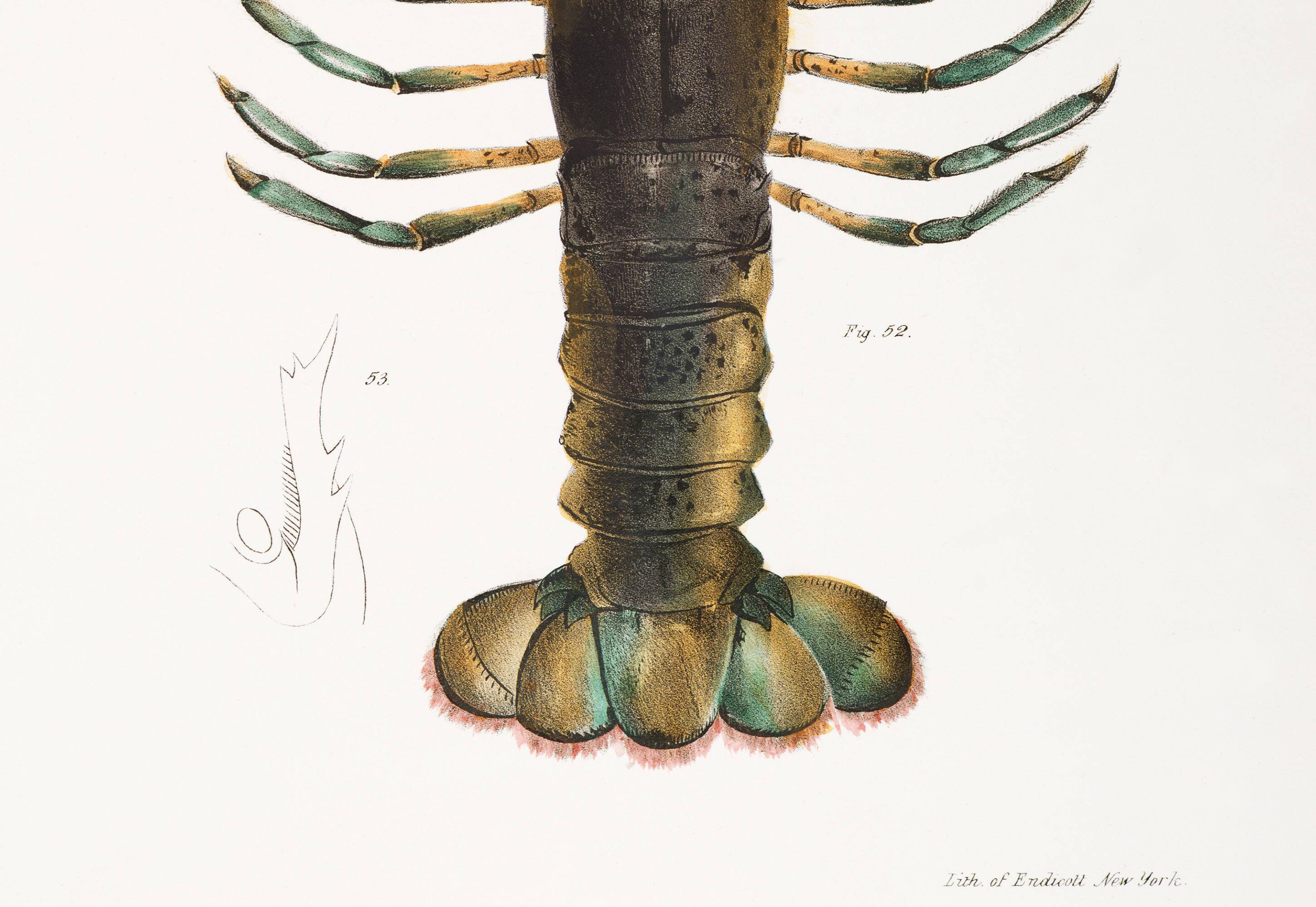 Affiche sur le homard américain, d’après une lithographie ancienne de 1842
