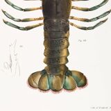 Affiche sur le homard américain, d’après une lithographie ancienne de 1842