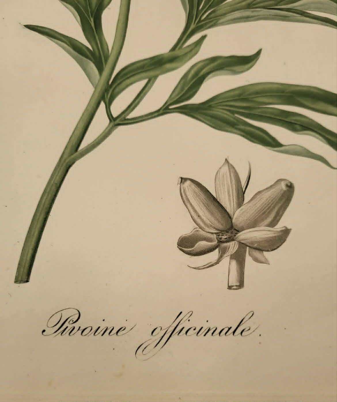 Phytographie médicale, pivoine officinale ,peint à la main, joseph roques 1