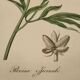 Phytographie médicale, pivoine officinale ,peint à la main, joseph roques 1