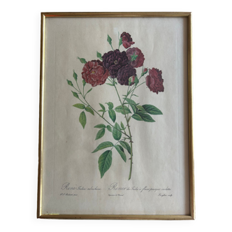 Lithograph JP Feared Indian rose with almost purple flowers