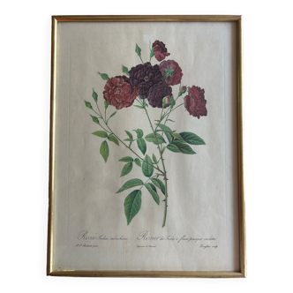 Lithographie JP Redouté Rosier des Indes à fleurs presque violettes