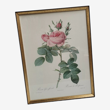 Lithograph under the frame of a rose of the Perfumers