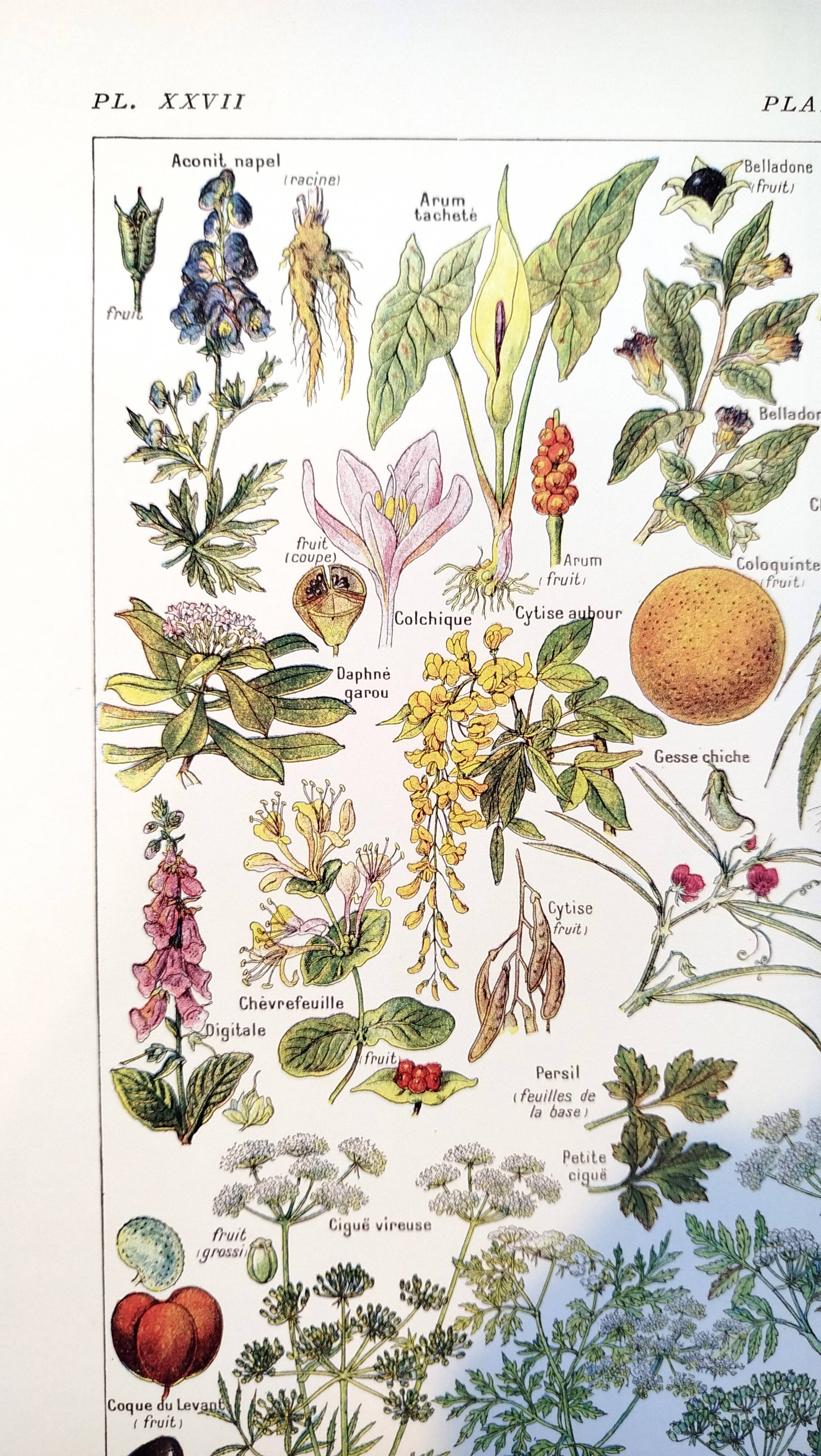 Poster about dangerous plants "hemlock", from a 1920 lithograph