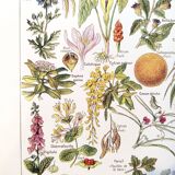 Poster about dangerous plants "hemlock", from a 1920 lithograph
