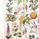 Poster about dangerous plants "hemlock", from a 1920 lithograph