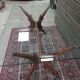 Table pied "branche" dessus verre