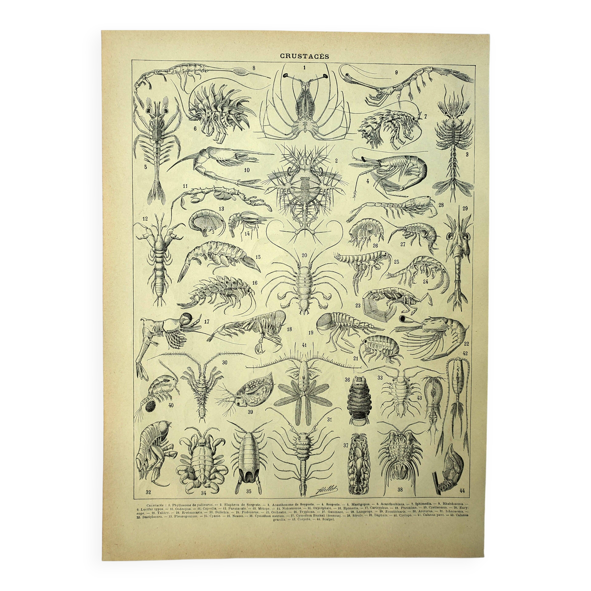 Old engraving 1928 - Crustaceans (2) by A. Millot. Plate Beach, ocean