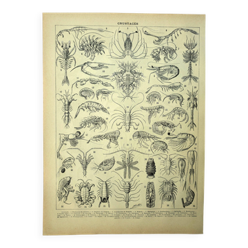 Old engraving 1928 - Crustaceans (2) by A. Millot. Plate Beach, ocean