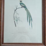 Pair of animal lithographs (birds)