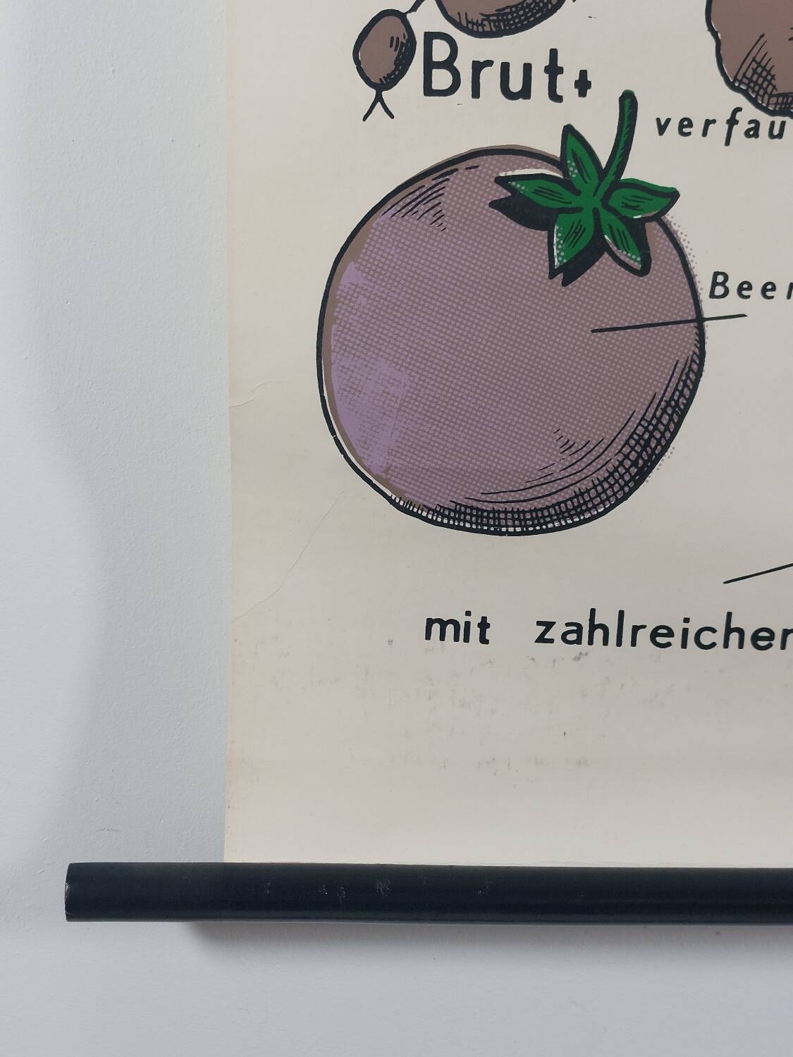 Vintage educational wall hanging roll chart biology