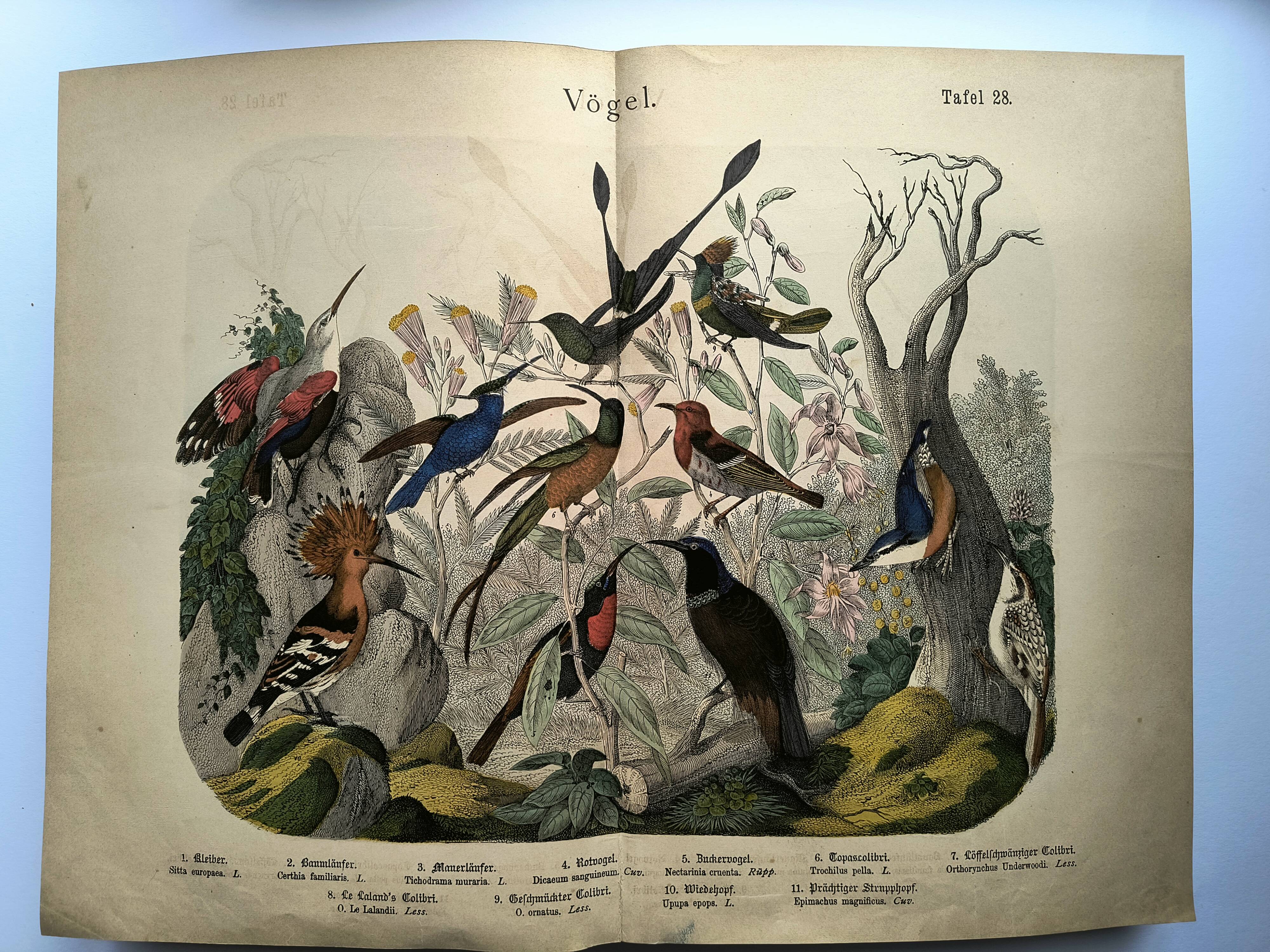 Old engraving from 1886 - Tropical and exotic birds - vintage plate