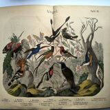 Old engraving from 1886 - Tropical and exotic birds - vintage plate