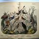 Old engraving from 1886 - Tropical and exotic birds - vintage plate
