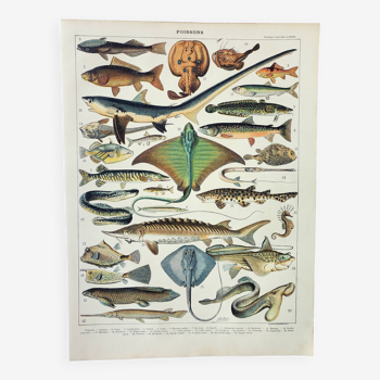 Gravure ancienne 1898, Poissons 2, animaux marins • Lithographie, Planche originale