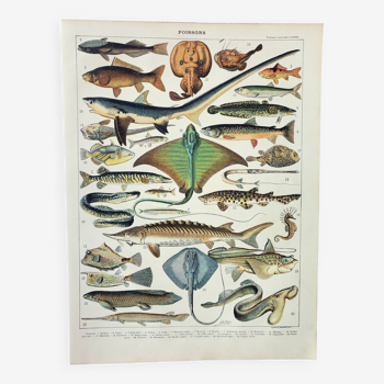 Old engraving 1898, Fish 2, marine animals • Lithograph, Original plate