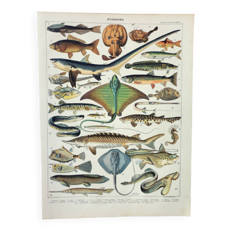 Gravure ancienne 1898, Poissons 2, animaux marins • Lithographie, Planche originale