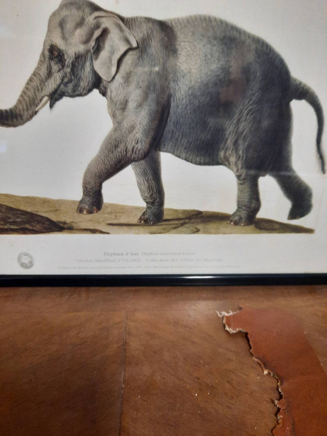 Elephant illustration